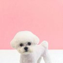 반하다몽몽 이미지