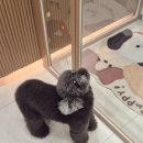 미스터독 힐링＆스파 | 용호동 애견미용샵 엘리독 스파 + 위생미용 후기