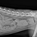 24시배곧스마트동물의료센터 이미지