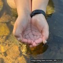 산천관광농원 | [괴산 사담계곡 평상] 애견 동반+수영장+샤워시설까지 완벽한 평상 "사담관광농원"