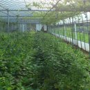 다래농장 이미지