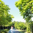 우리 부부 4월 3째주 주말 나들이♡(기장멸치축제, UN공원 겹벚꽃)