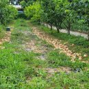 다감농장 이미지