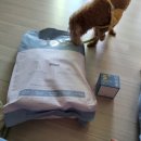 까까요 dog 이미지