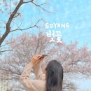 화정13호(개나리 어린이공원) | 고양 가볼만한곳 벚꽃 명소 지도공원 실시간 개화 실시간