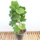 그린피아 이미지