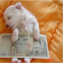 하이얀피부샵 이미지