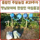 안해님농장 네이버블로그