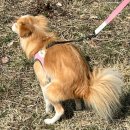 정자나무 영양탕 삼계탕 | 잠깐 시간 될까?