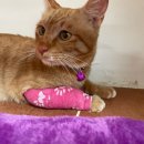 선동물병원 이미지