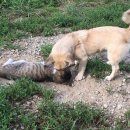 양이양이 티스토리