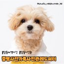 천안대광조명 | [ 천안 ] 천안 불당동 반려동물 사진관 레드셔터 프로필 촬영후기