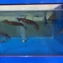 부강전통시장 이미지