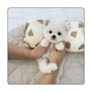 멜로디펍스 | 대구의 애견카페인 멜로디펍스에서 예쁜아이 맞은 후기