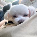 이든 동물의료센터 이미지