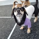 견학생스쿨 | 시흥애견훈련 견학생스쿨 댕댕이 등원후기