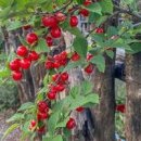 앵두나무 꽃말 키우기 앵두 효능 따먹는시기 이미지