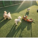 댕댕이 유치원 이미지