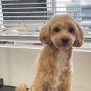 도기그룸 이미지