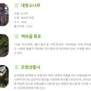 금강송 생태경영림 | 금강소나무 숲길, 사람과 자연이 생명으로 공존하는 아름다운 숲길