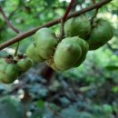 개다래(충영) 이미지