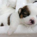 이쁜강아지 이미지