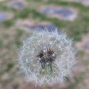 봄을 그리다 이미지