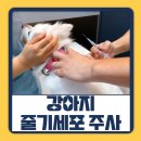 태경빌딩 | 강아지 줄기세포 주사 펫소좀 후기 송정동물의료센터