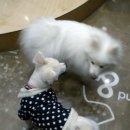 VIP동물의료센터 서초동작점 네이버블로그