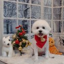 보미 펫 살롱 이미지