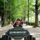 메타세쿼이아랜드 이미지