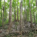 백옥자농장 | 필리핀 보홀 여행, 육상투어 꼭 해야함! 보홀 가볼만한곳 총정리