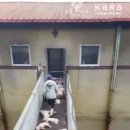 도드람농장 이미지