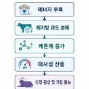 씨제이(C.J)홈마트 | 쌍태 생산을 위한 염소의 임신후기 관리
