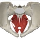 전신근력운동 이미지
