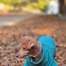 지오펫