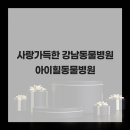 사랑가득 동물병원 | 사랑가득한 강남동물병원 아이힐동물병원