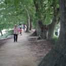 대숲향기 이미지