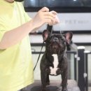 넥서스켄넬 이미지