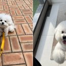 러비도기 이미지