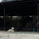 강산카센타 이미지