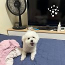 몽글몽글 애견유치원 이미지