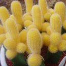 골드크라운 이미지