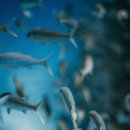 직천낚시터 이미지