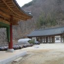 만일향