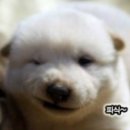 이조설렁탕 이미지