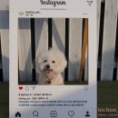 (주)힐링펫 이미지