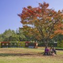 ◆(사진)전곡선사유적지 국화축제 이미지