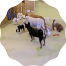 에이펫 | 계양구 애견 분양 카페_에이펫(A-PET) 다녀온 후기