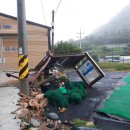 완도19호 이미지